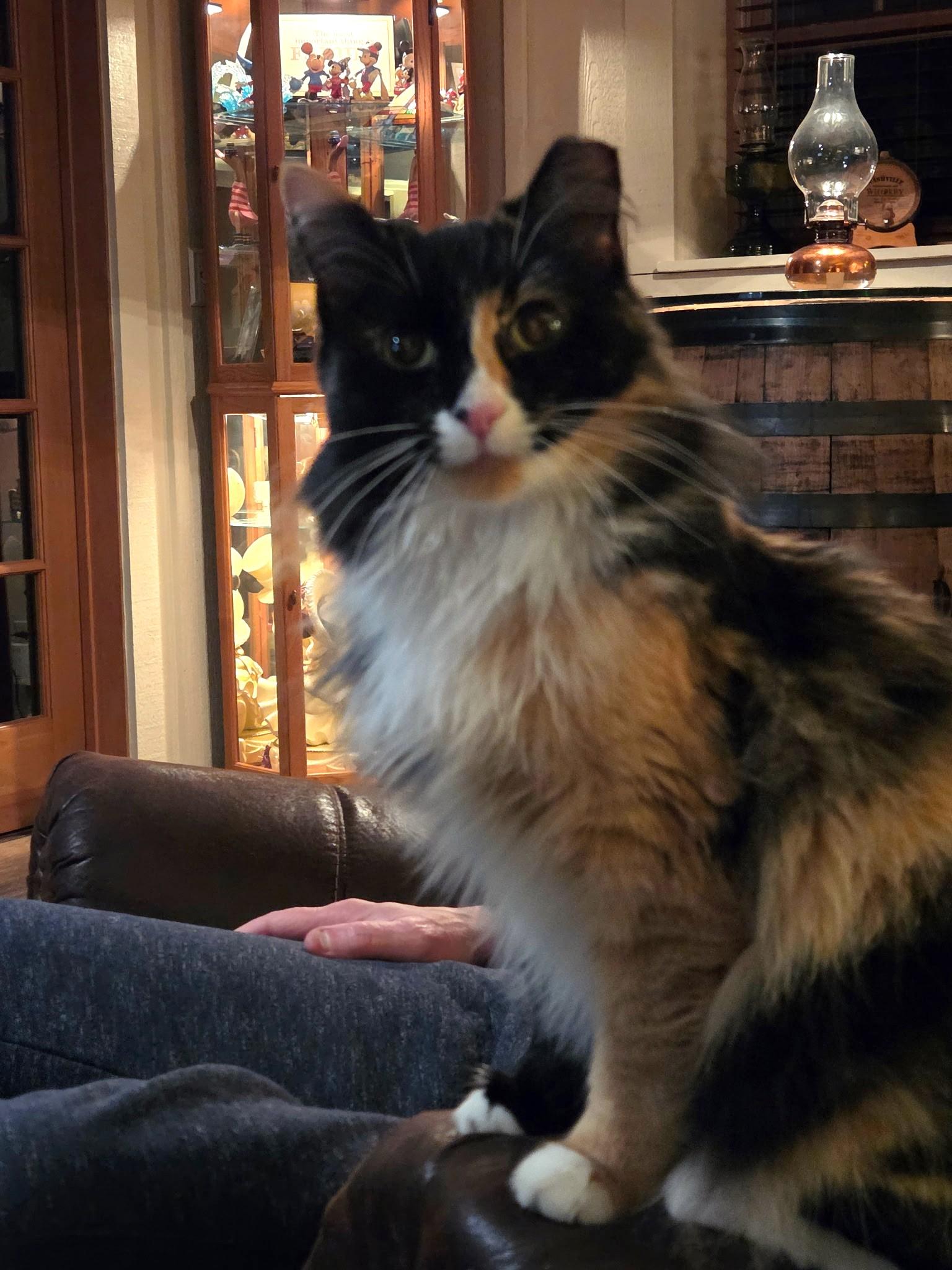 Lucy, adopted, Young Female Calico.