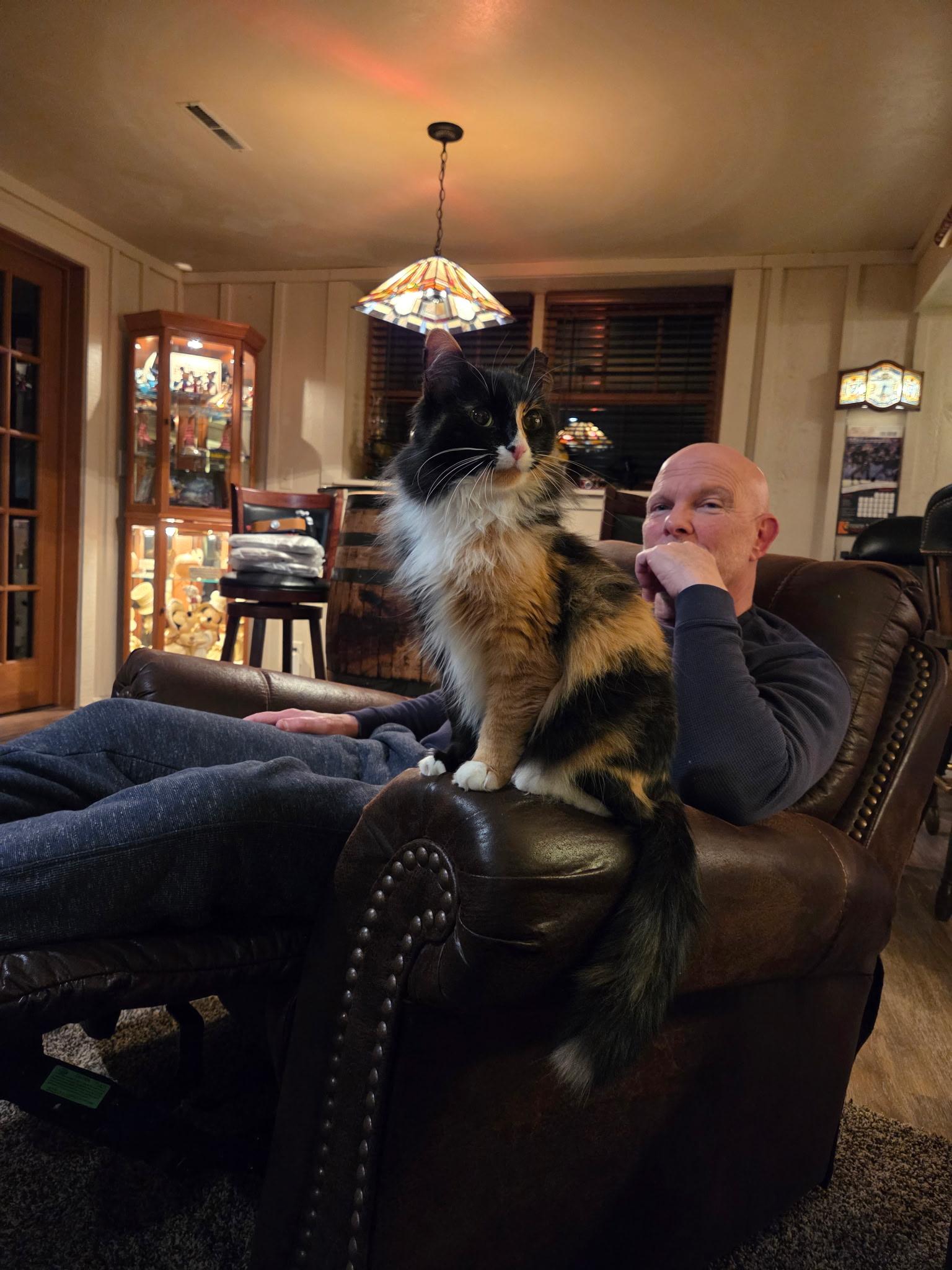Lucy, an adopted Calico in Oregon, WI image 3/4