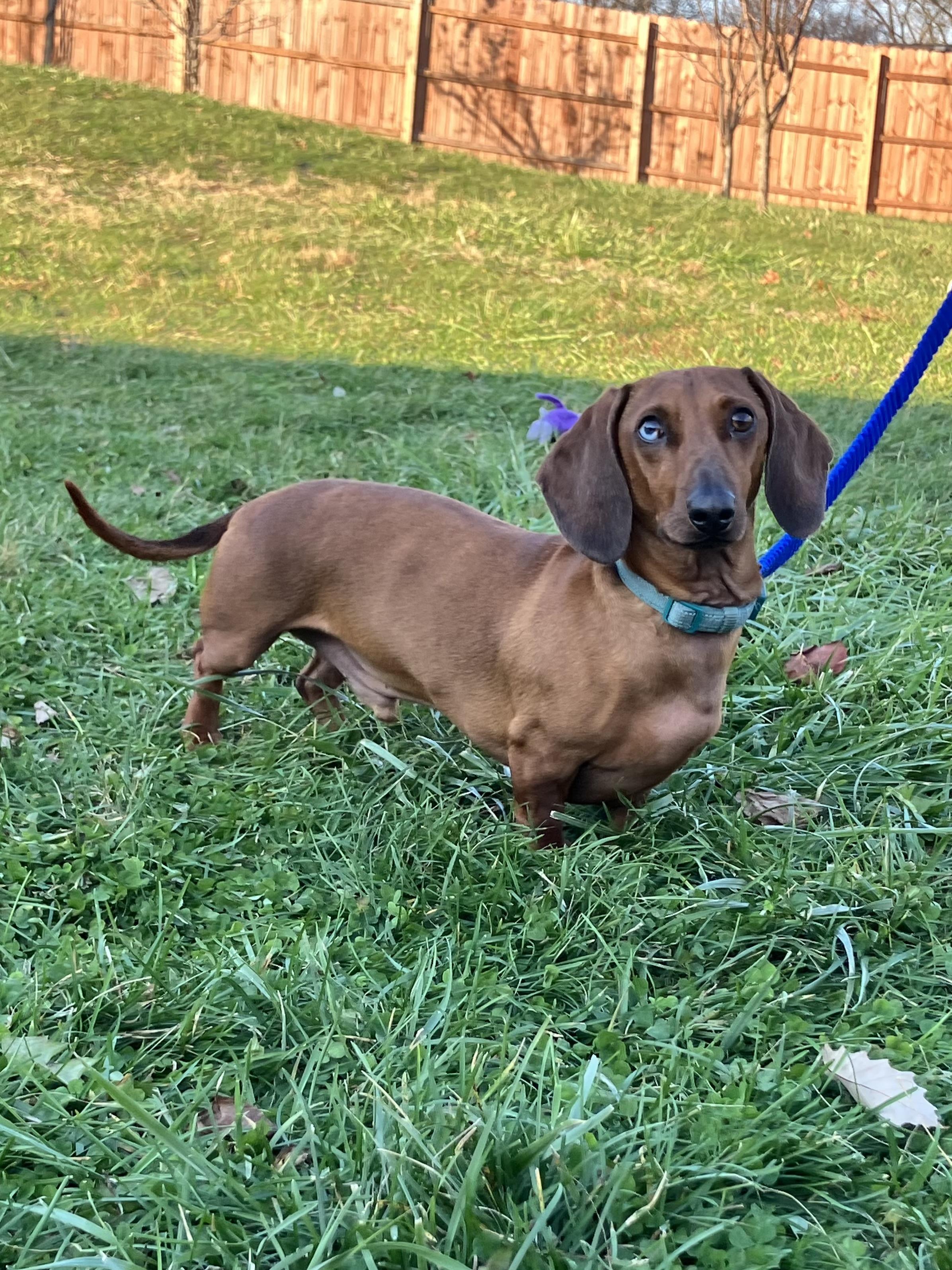 Pepperoni, a Adoptable Dachshund in Lebanon, OH image 2/5