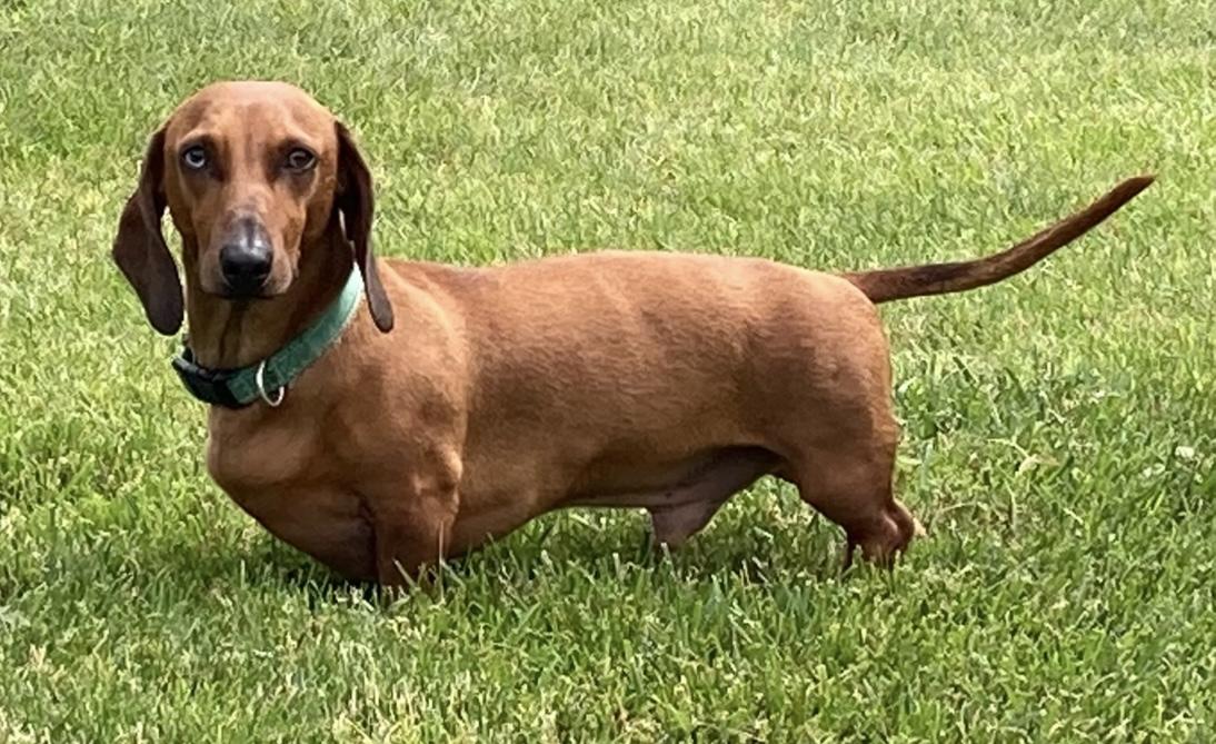 Pepperoni, a Adoptable Dachshund in Lebanon, OH image 4/5