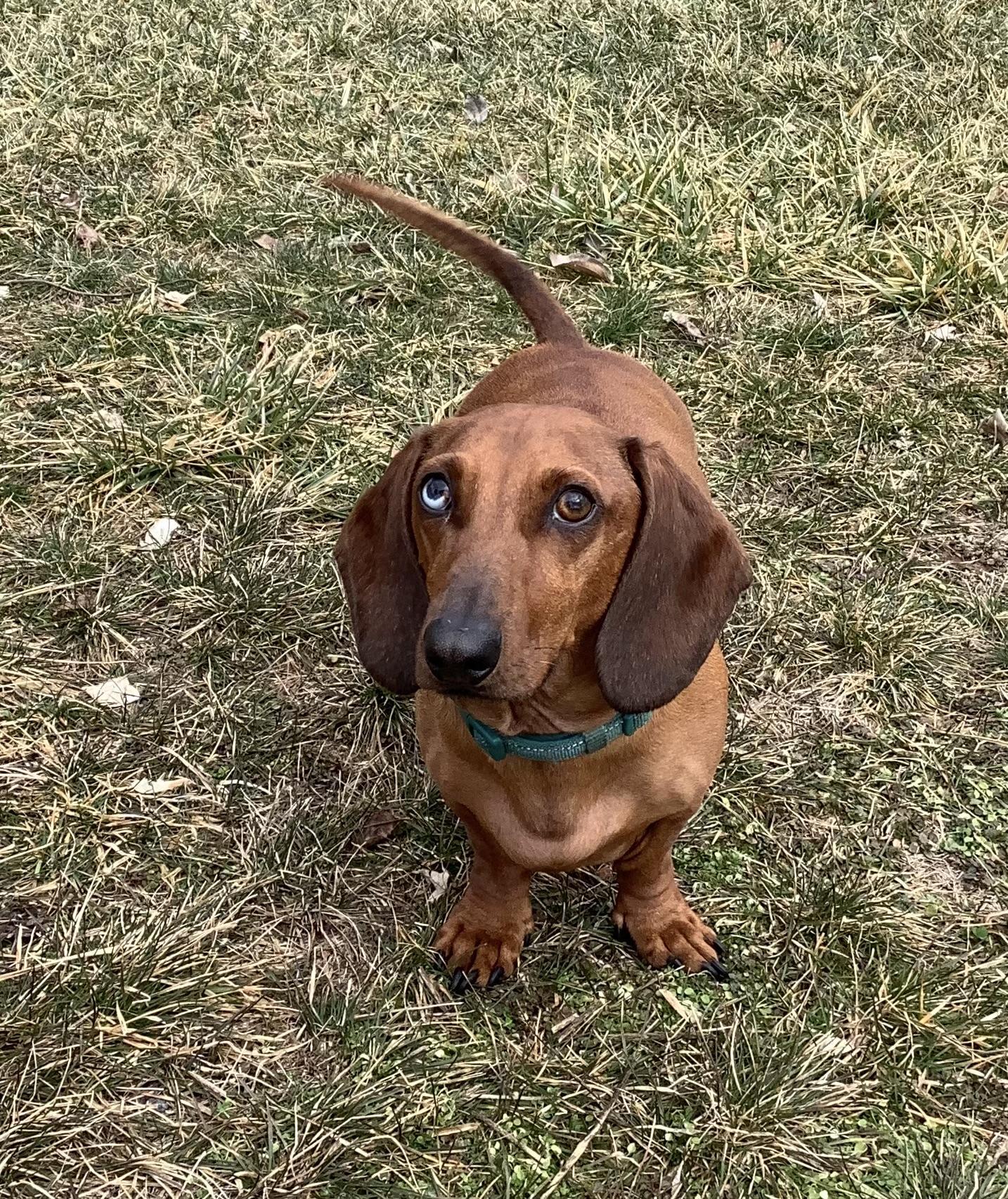 Pepperoni, a Adoptable Dachshund in Lebanon, OH image 5/5