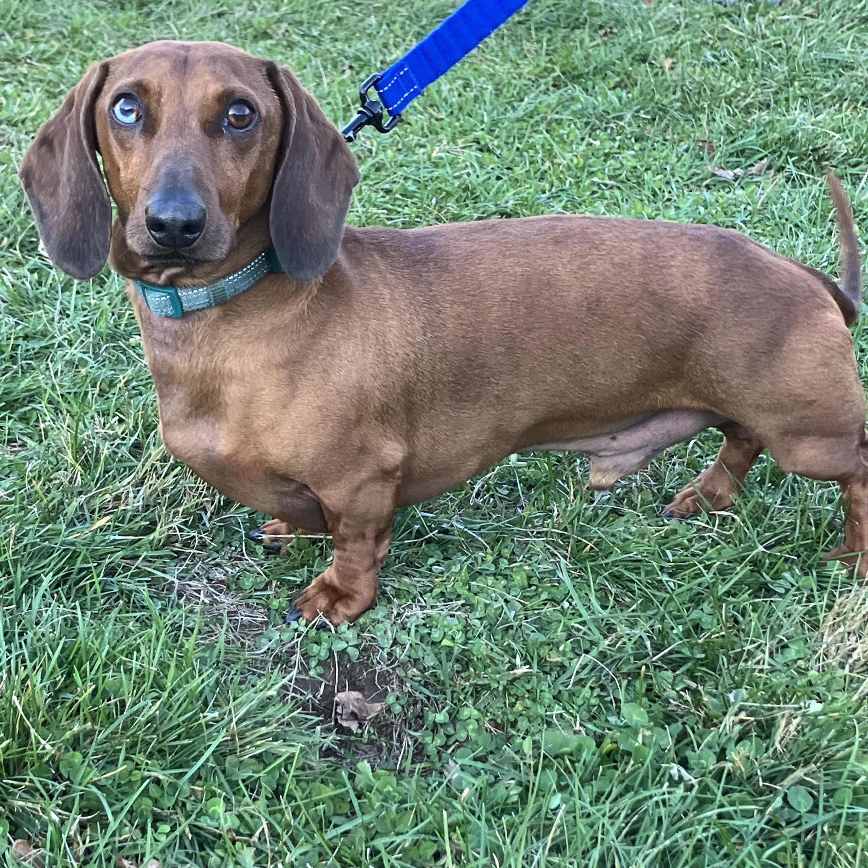 Pepperoni, a Adoptable Dachshund in Lebanon, OH image 1/5