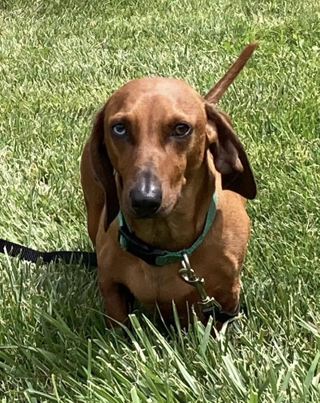 Pepperoni, a Adoptable Dachshund in Lebanon, OH image 3/5