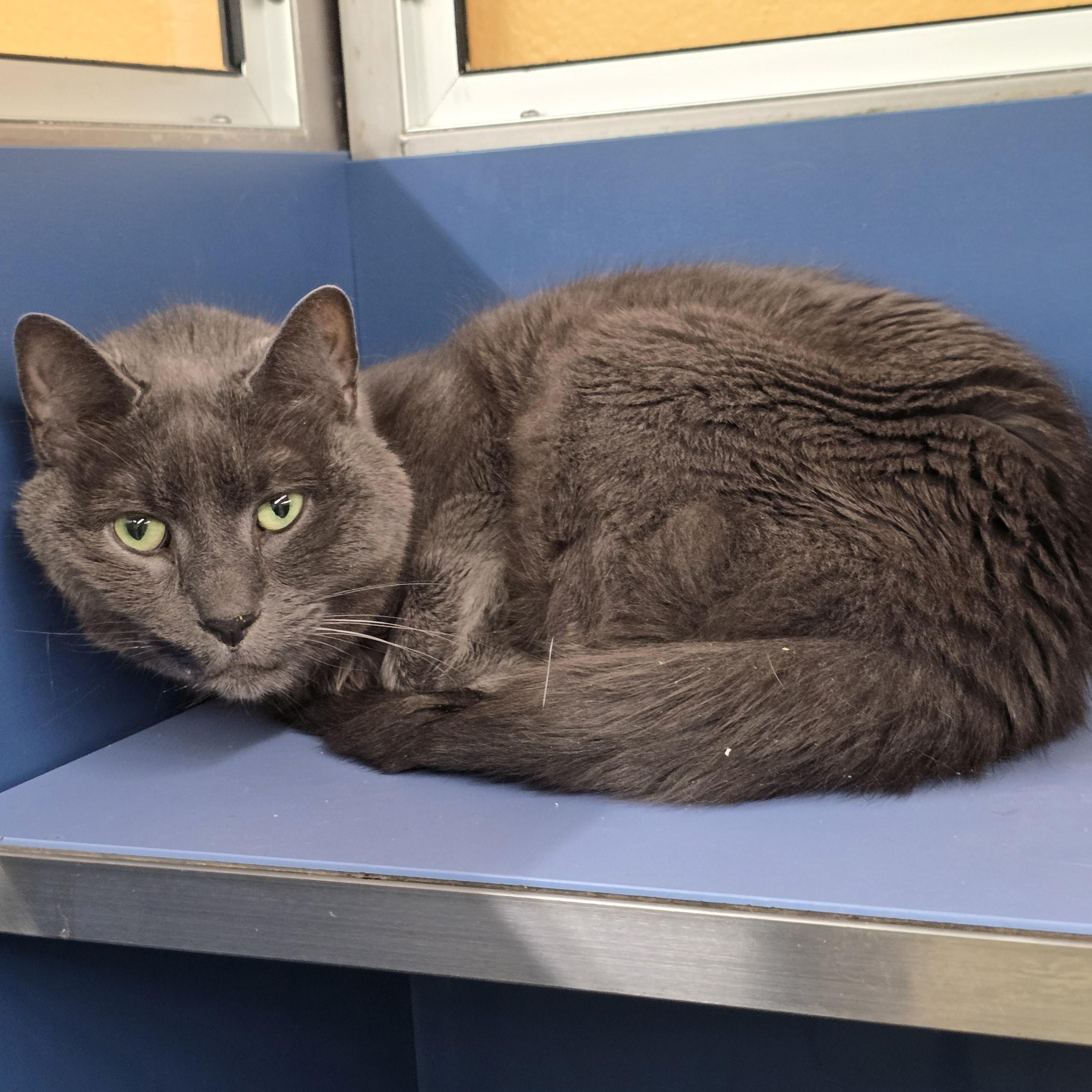 Billy, Adoptable, Adult Male Domestic Short Hair.