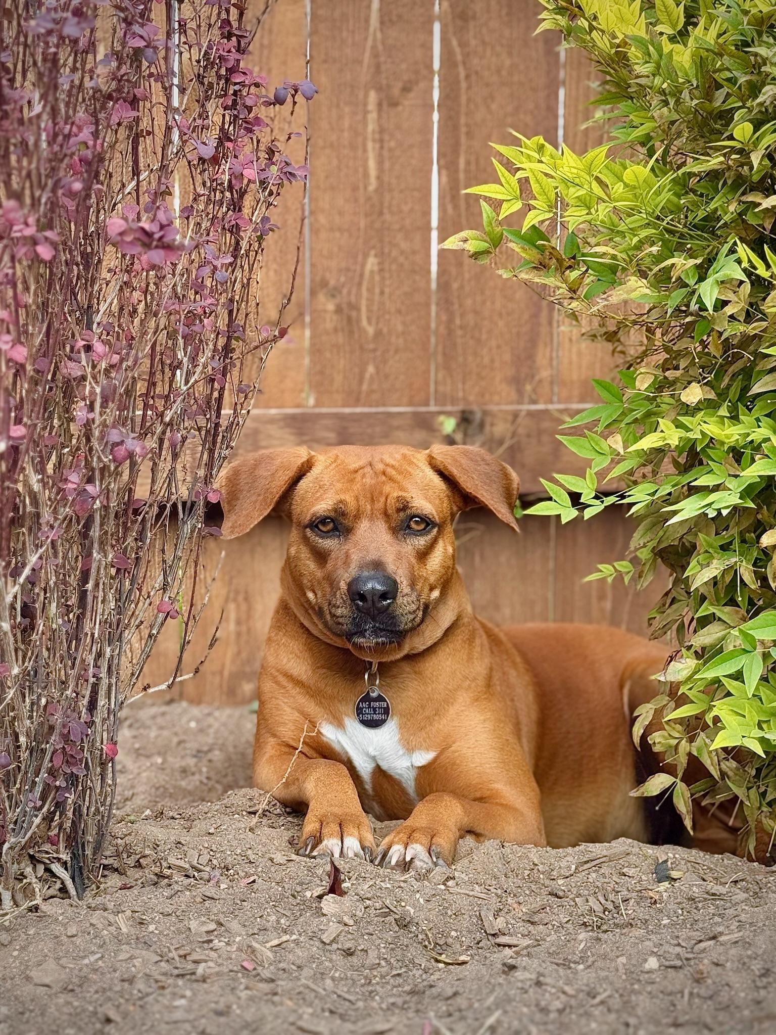 Enlarge Mama Mia, a ADOPTABLE mixed breed in Austin, TX image 1/4