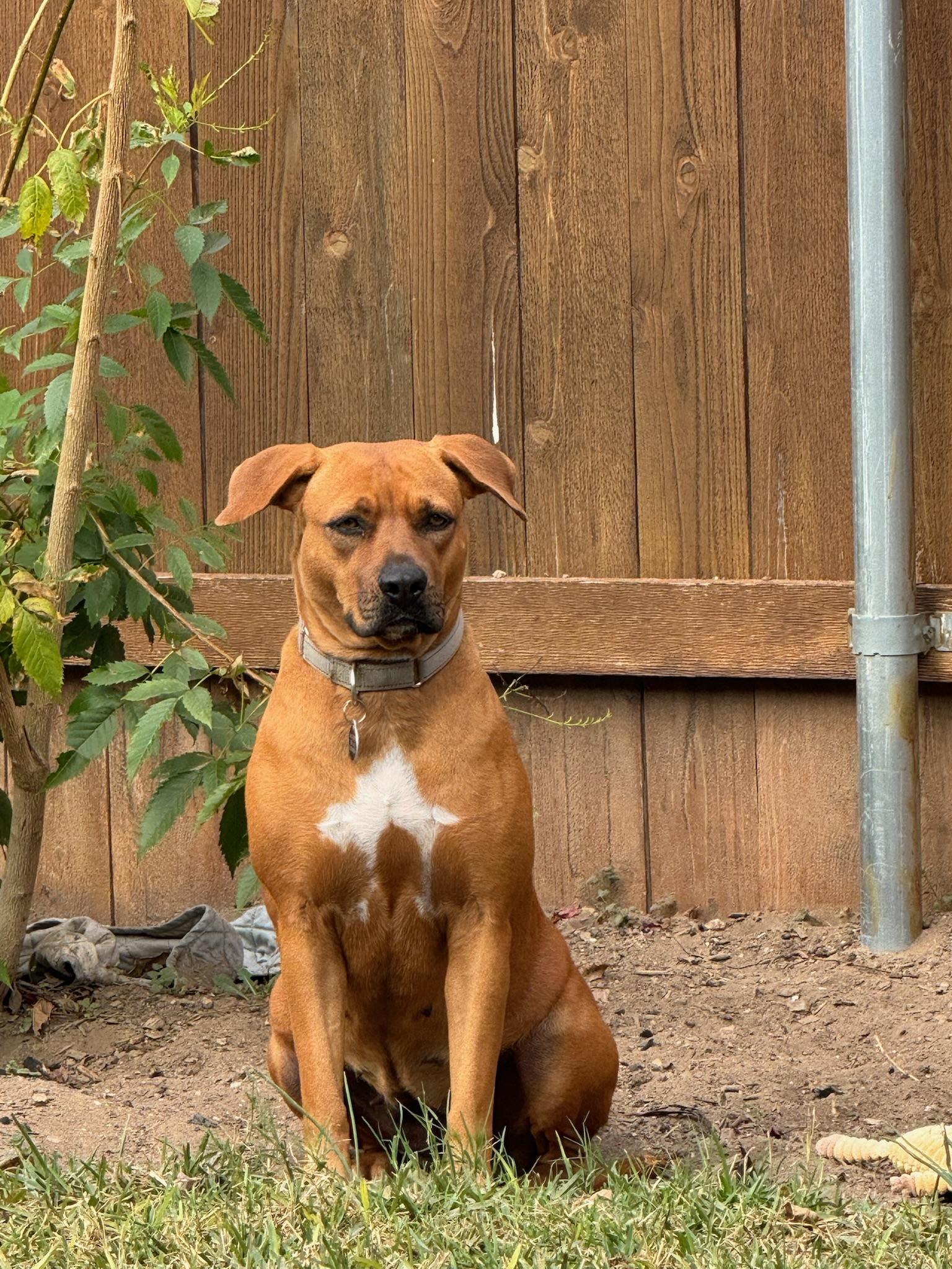 Enlarge Mama Mia, a ADOPTABLE mixed breed in Austin, TX image 2/4