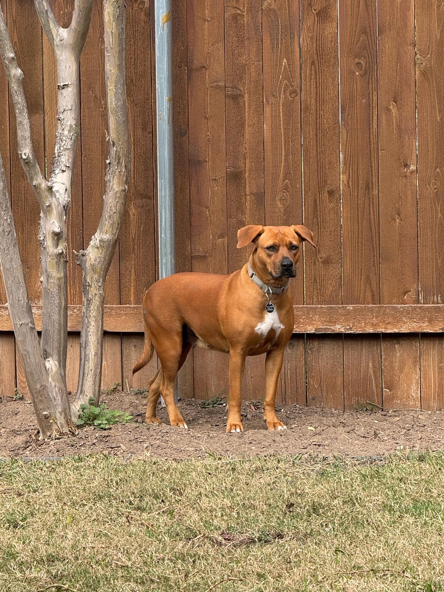 Enlarge Mama Mia, a ADOPTABLE mixed breed in Austin, TX image 3/4
