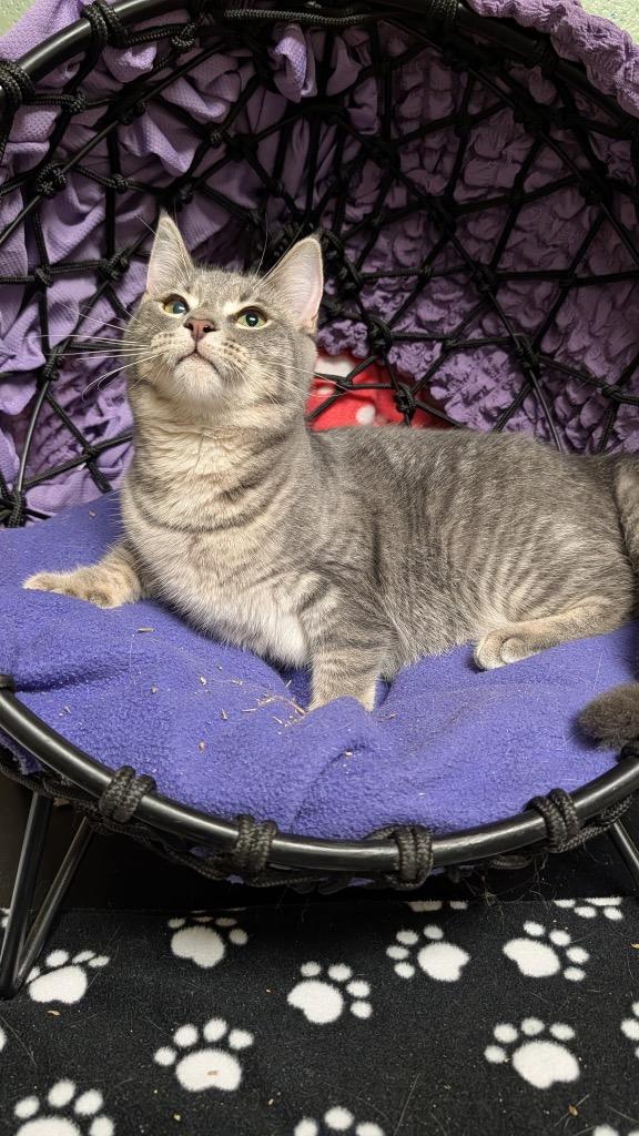 Enlarge Ashina, a Adoptable mixed breed in Ellijay, GA image 1/3