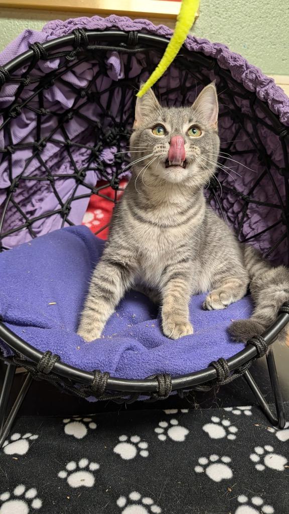 Enlarge Ashina, a Adoptable mixed breed in Ellijay, GA image 2/3