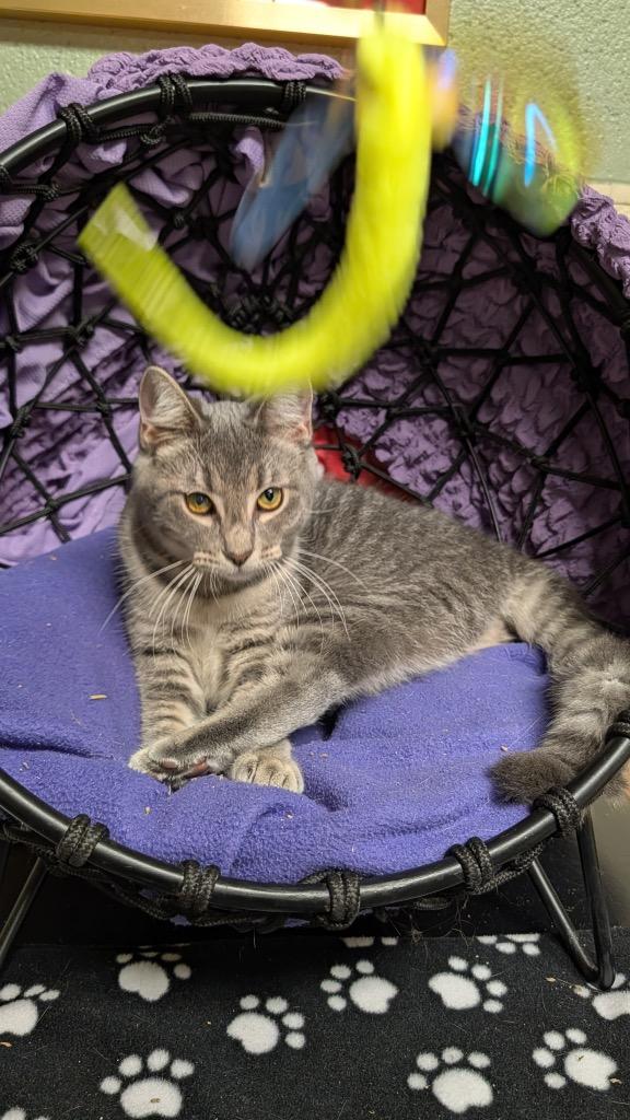 Enlarge Ashina, a Adoptable mixed breed in Ellijay, GA image 3/3