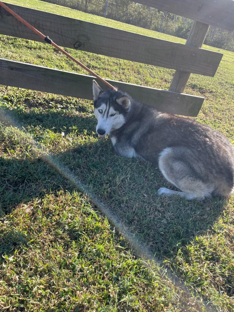 Lily, Adopted, Young Female Husky.