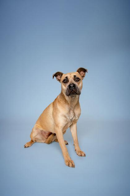 Enlarge Artee, a Adoptable mixed breed in Sevierville, TN image 1/3