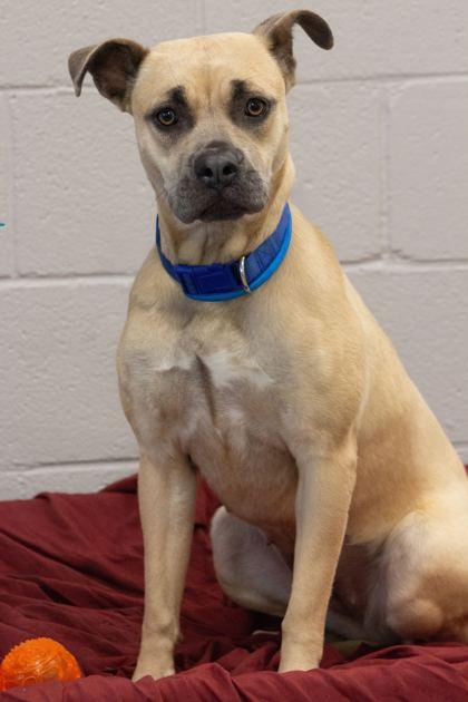 Enlarge Artee, a Adoptable mixed breed in Sevierville, TN image 2/3