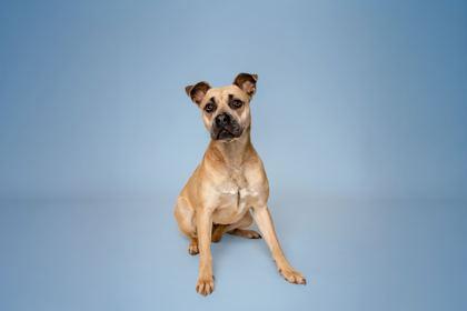 Enlarge Artee, a Adoptable mixed breed in Sevierville, TN image 3/3