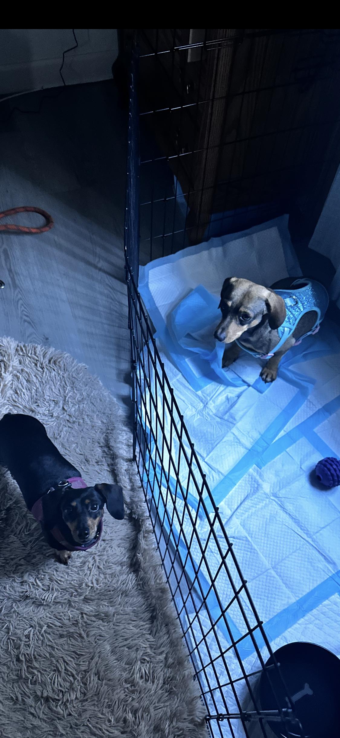 Enlarge Finn, a ADOPTABLE mixed breed in West Hollywood, CA image 4/4