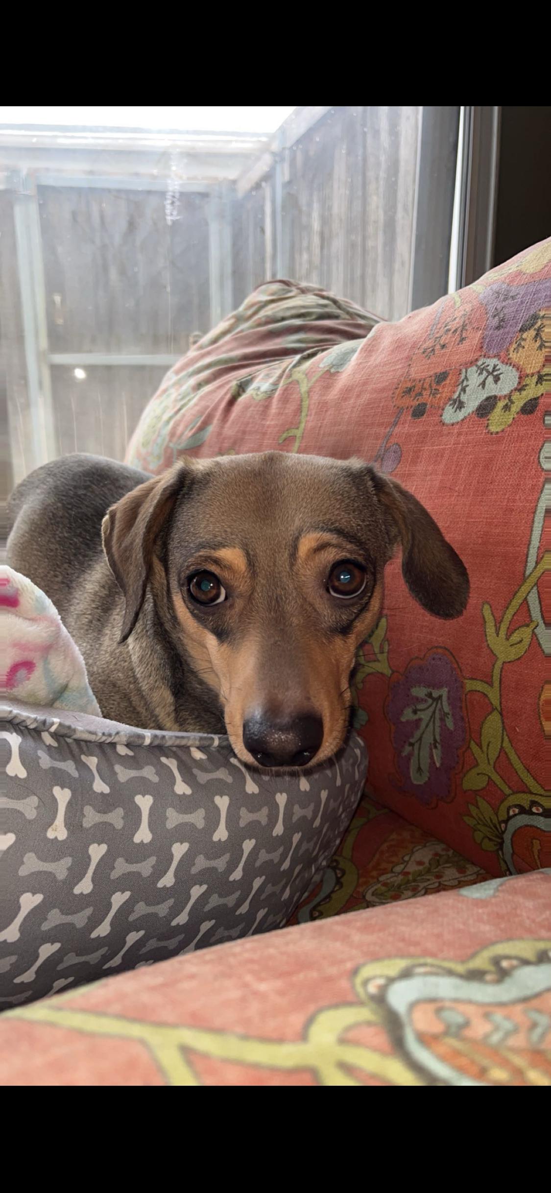 Finn, a ADOPTABLE mixed breed in West Hollywood, CA image 4/6