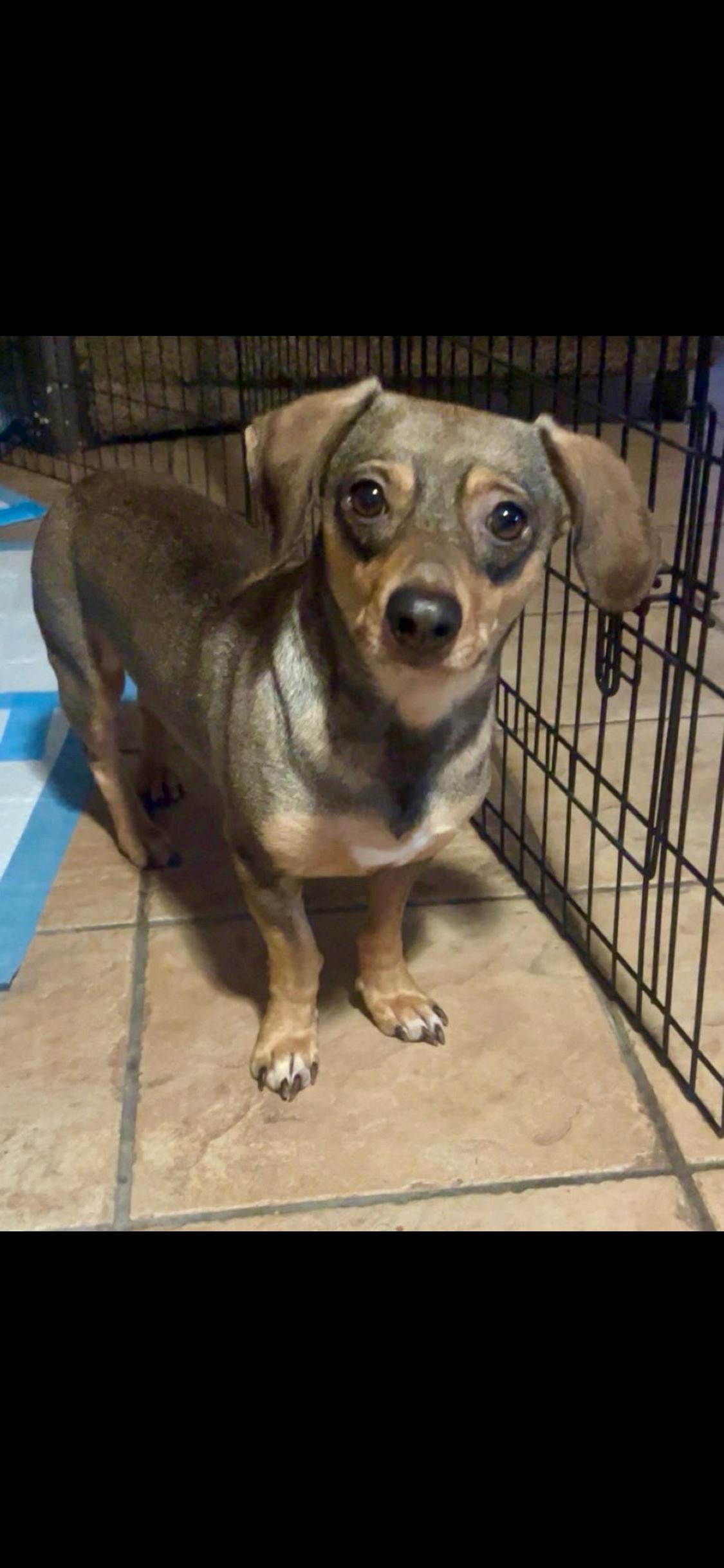 Finn, a ADOPTABLE mixed breed in West Hollywood, CA image 1/6