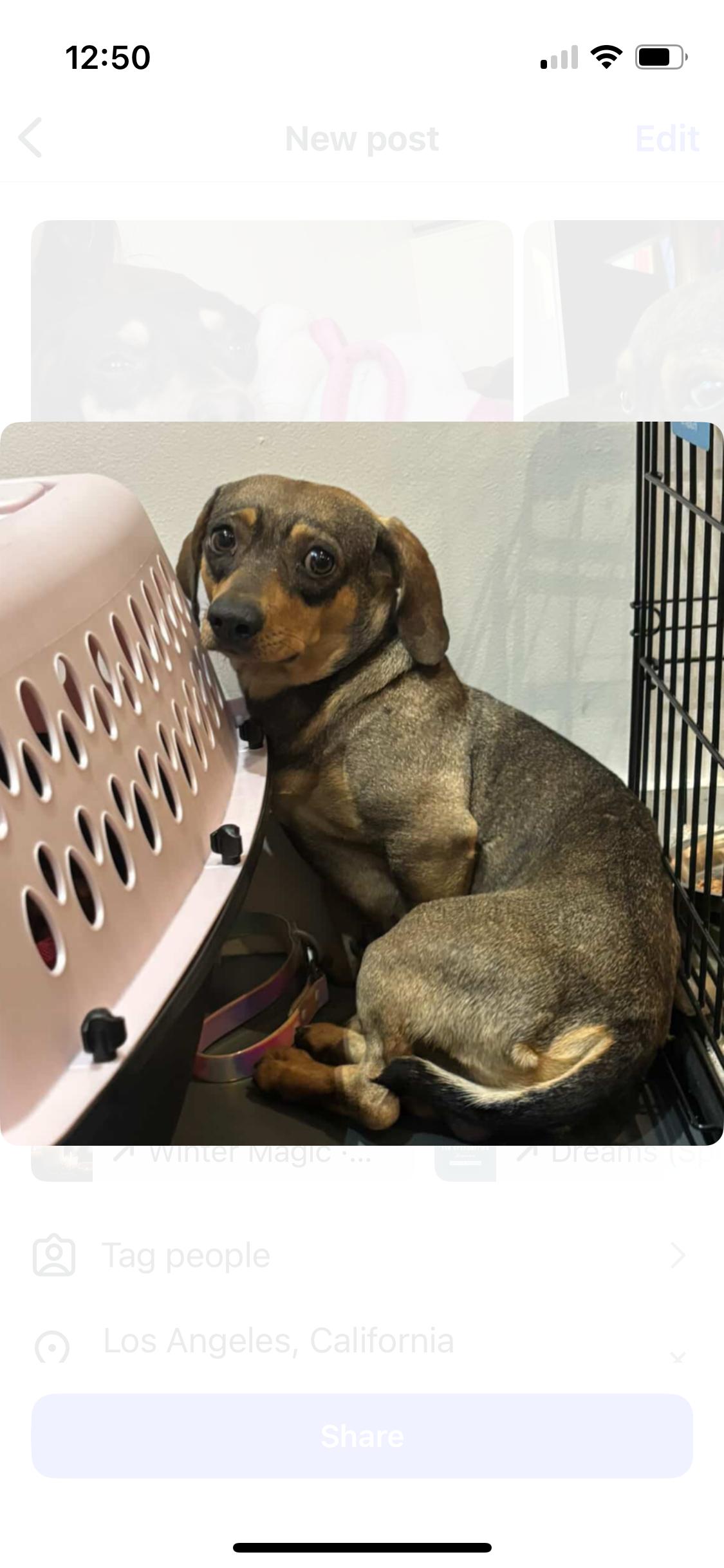 Enlarge Finn, a ADOPTABLE mixed breed in West Hollywood, CA image 1/4