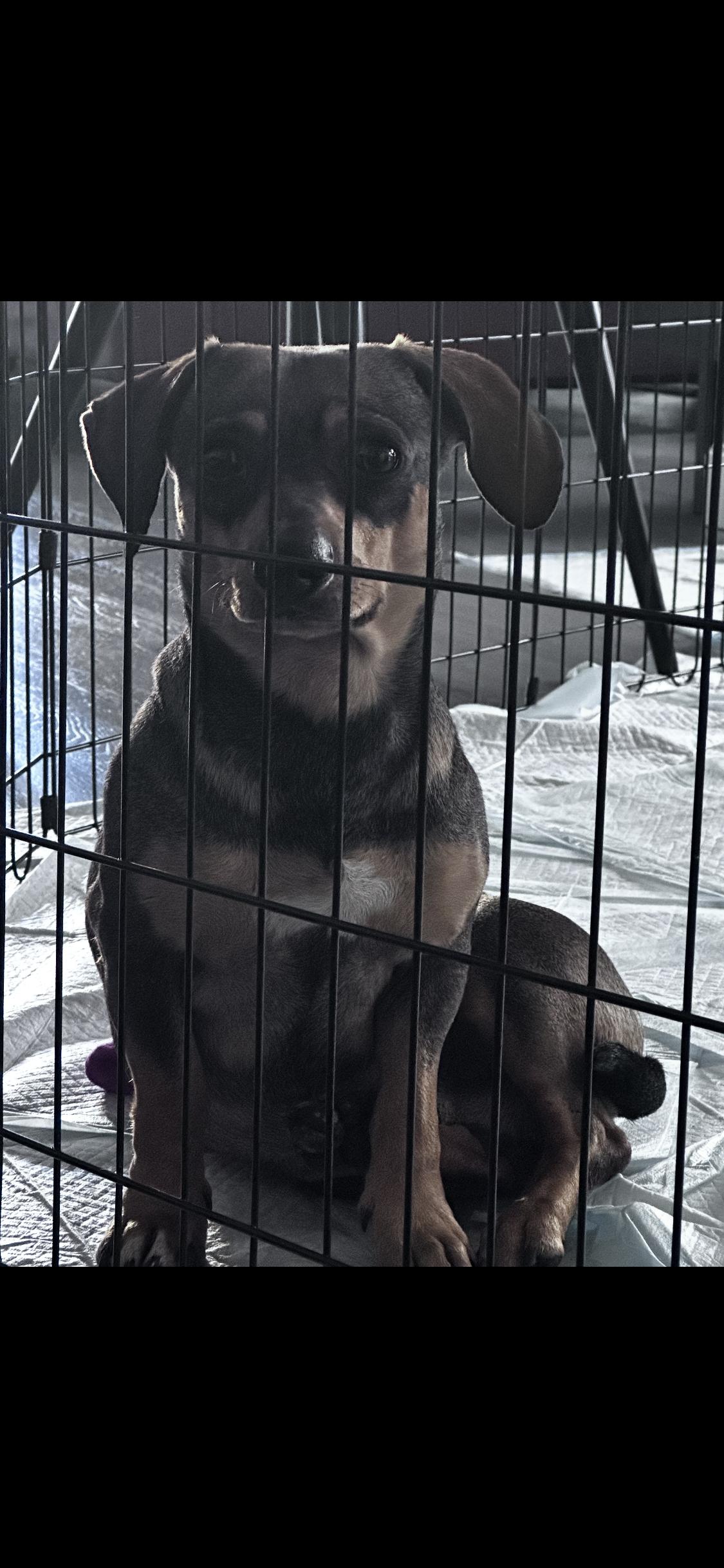 Enlarge Finn, a ADOPTABLE mixed breed in West Hollywood, CA image 3/4