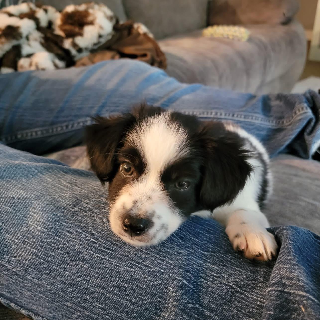 Freedom, Adopted, Puppy Male Mixed Breed.