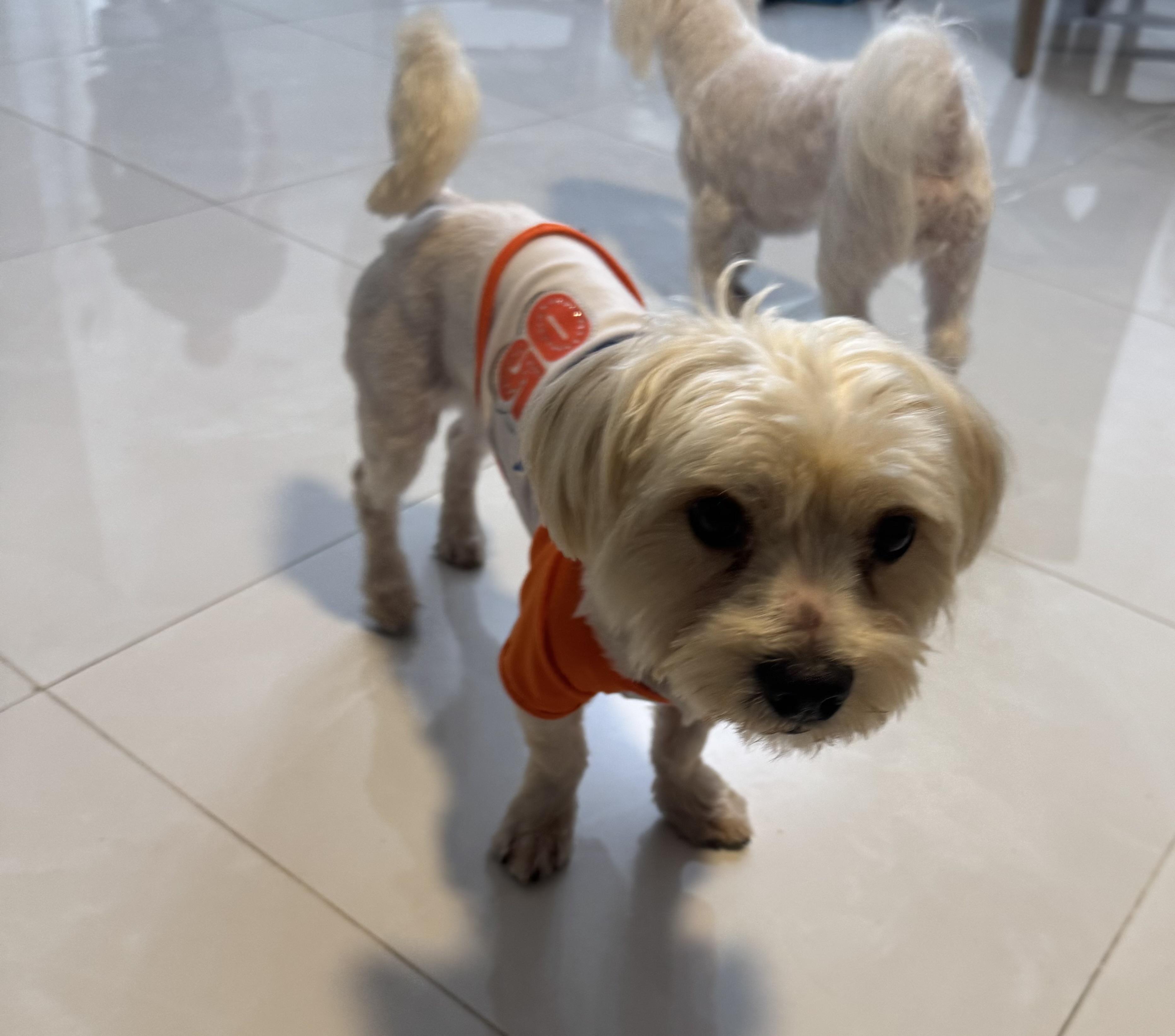 Enlarge Wally, a Adopted mixed breed in Lake Worth, FL image 3/6