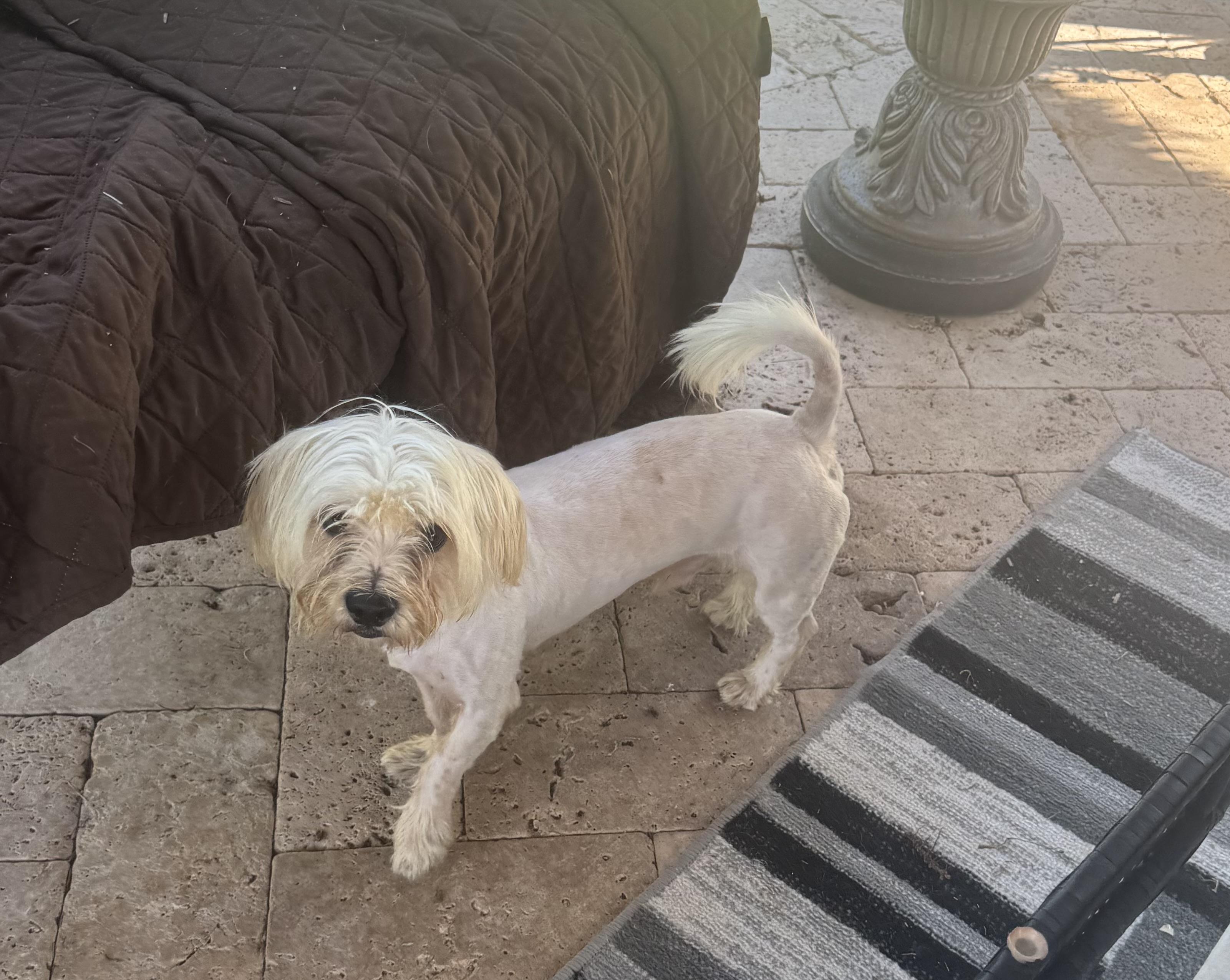 Enlarge Wally, a Adopted mixed breed in Lake Worth, FL image 5/6