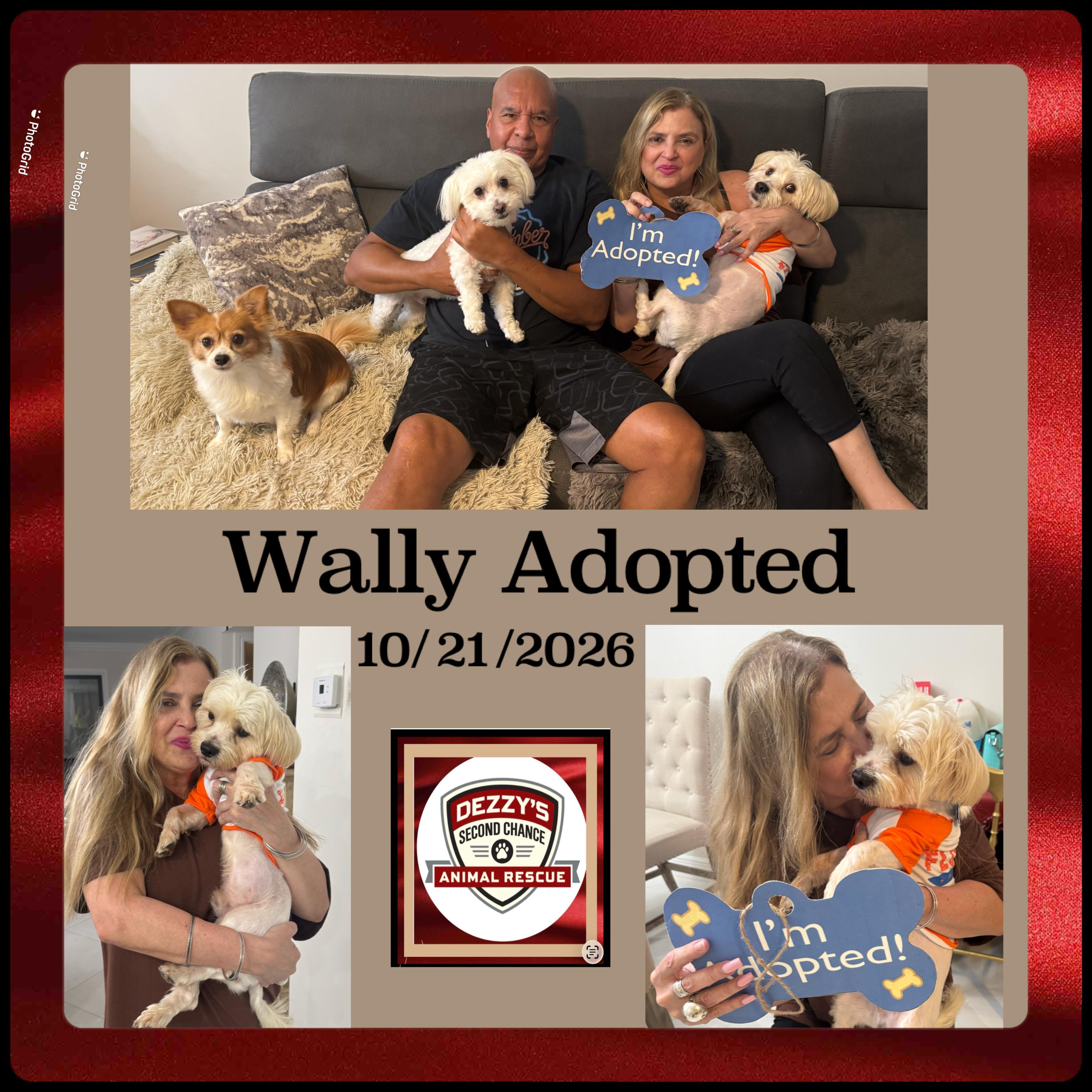 Wally, Adopted, Young Male Havanese.