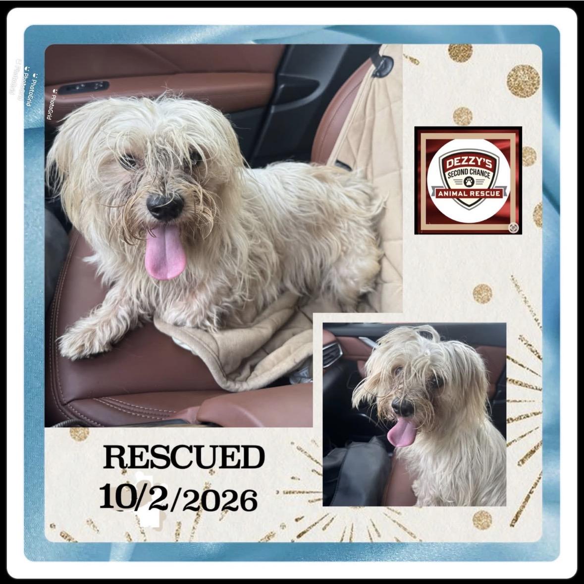 Enlarge Wally, a Adopted mixed breed in Lake Worth, FL image 6/6