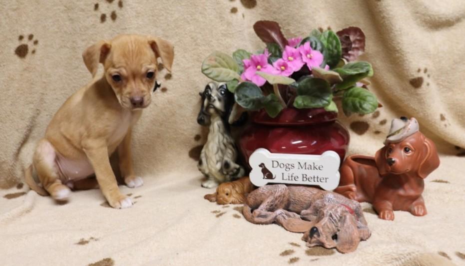 Enlarge Eve, an adopted mixed breed in Winchester, TN image 1/5