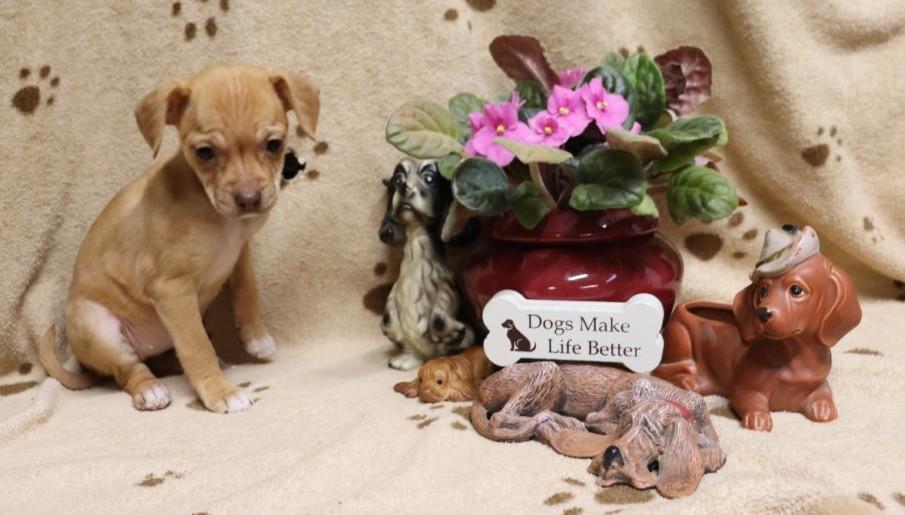 Enlarge Eve, an adopted mixed breed in Winchester, TN image 2/5