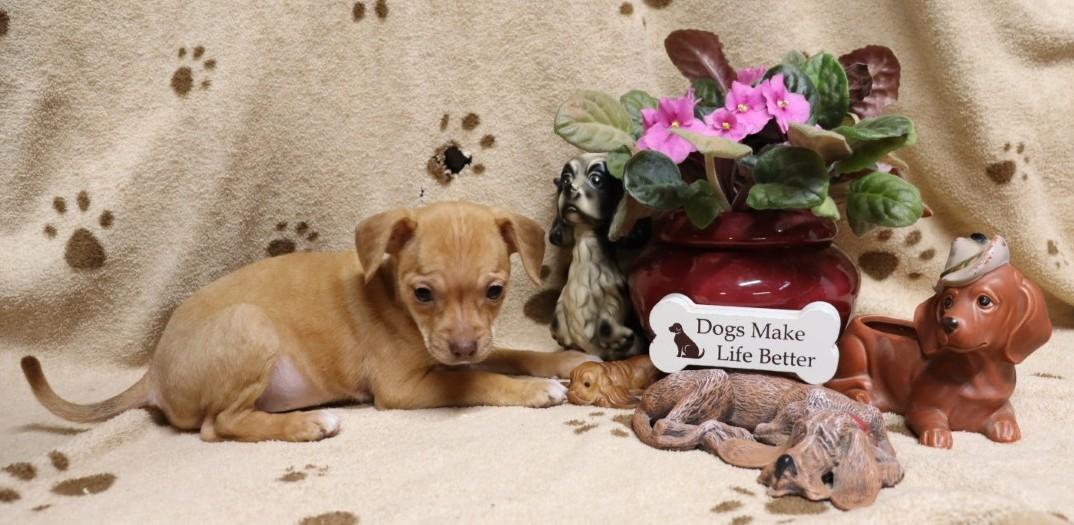 Enlarge Eve, an adopted mixed breed in Winchester, TN image 3/5