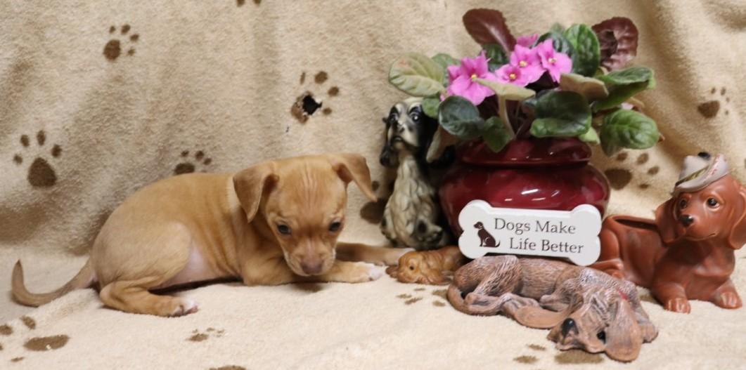 Enlarge Eve, an adopted mixed breed in Winchester, TN image 4/5