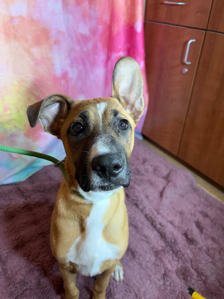 CHYENNE, Adoptable, Puppy Female Black Mouth Cur & Terrier.