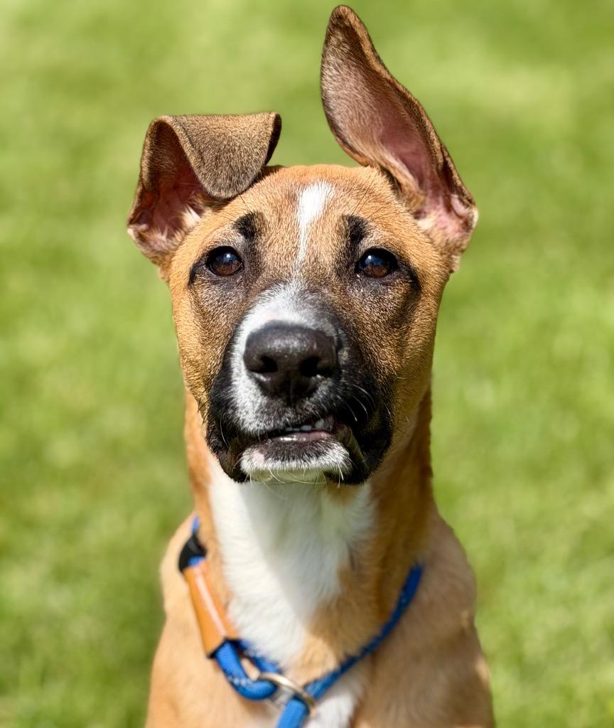 Enlarge CHYENNE, a Adoptable mixed breed in Wintersville, OH image 2/6