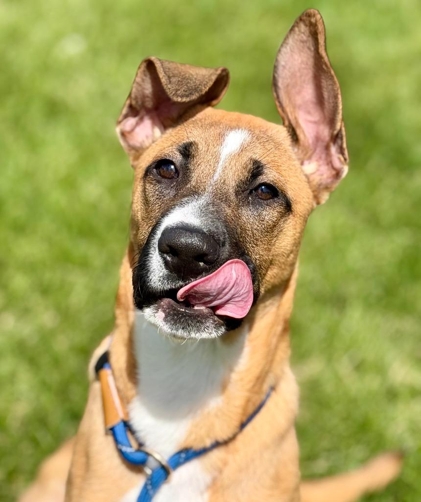 Enlarge CHYENNE, a Adoptable mixed breed in Wintersville, OH image 3/6