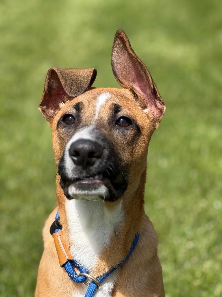 Enlarge CHYENNE, a Adoptable mixed breed in Wintersville, OH image 4/6