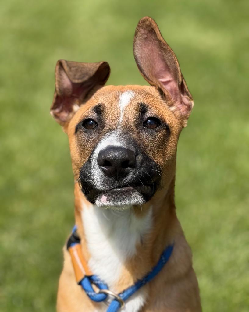 Enlarge CHYENNE, a Adoptable mixed breed in Wintersville, OH image 5/6