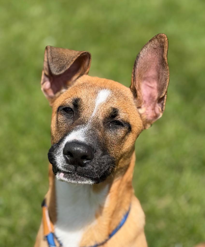 Enlarge CHYENNE, a Adoptable mixed breed in Wintersville, OH image 6/6
