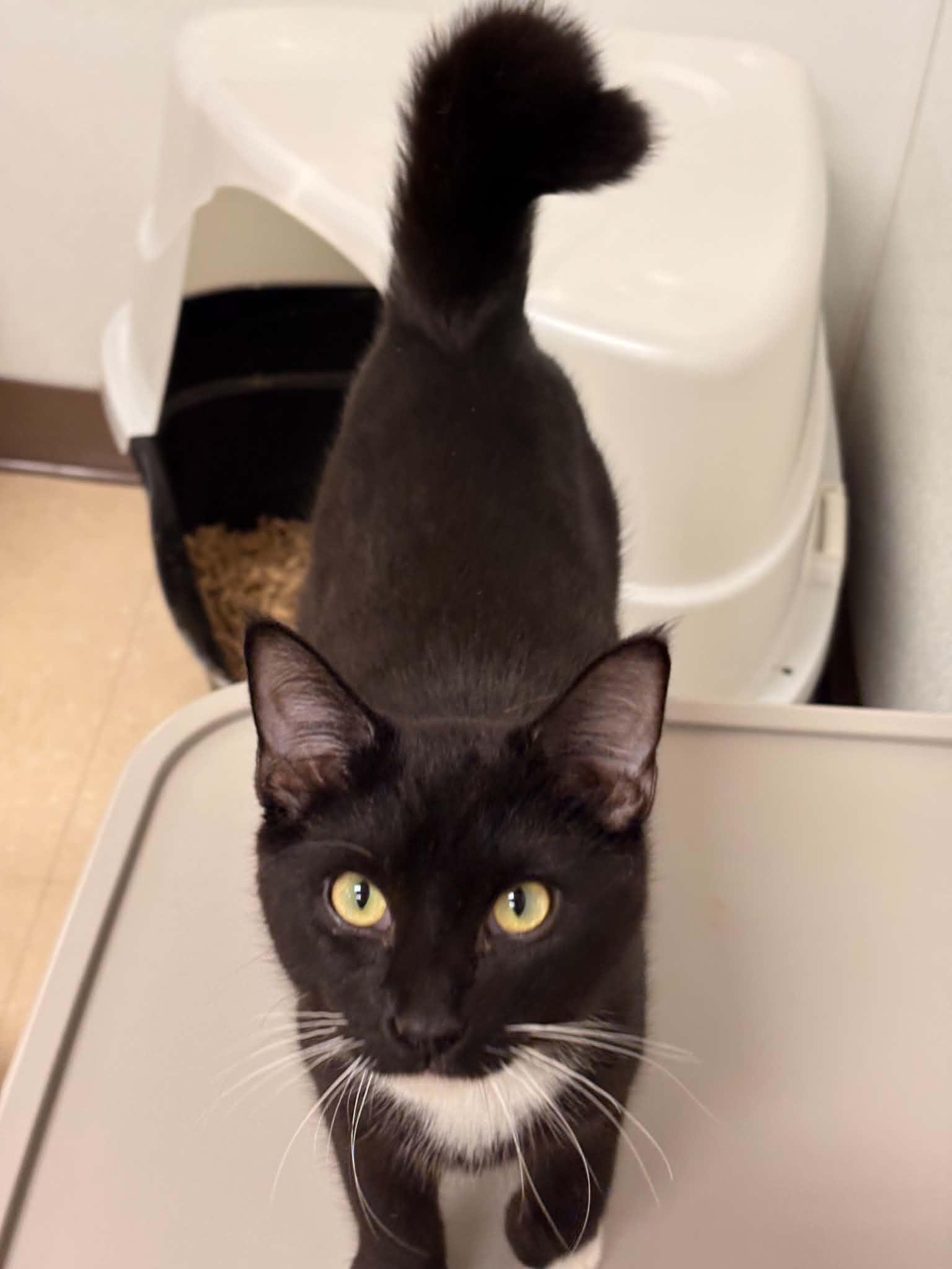 Enlarge Posie, a Adoptable Domestic Short Hair in Paris, ME image 2/2