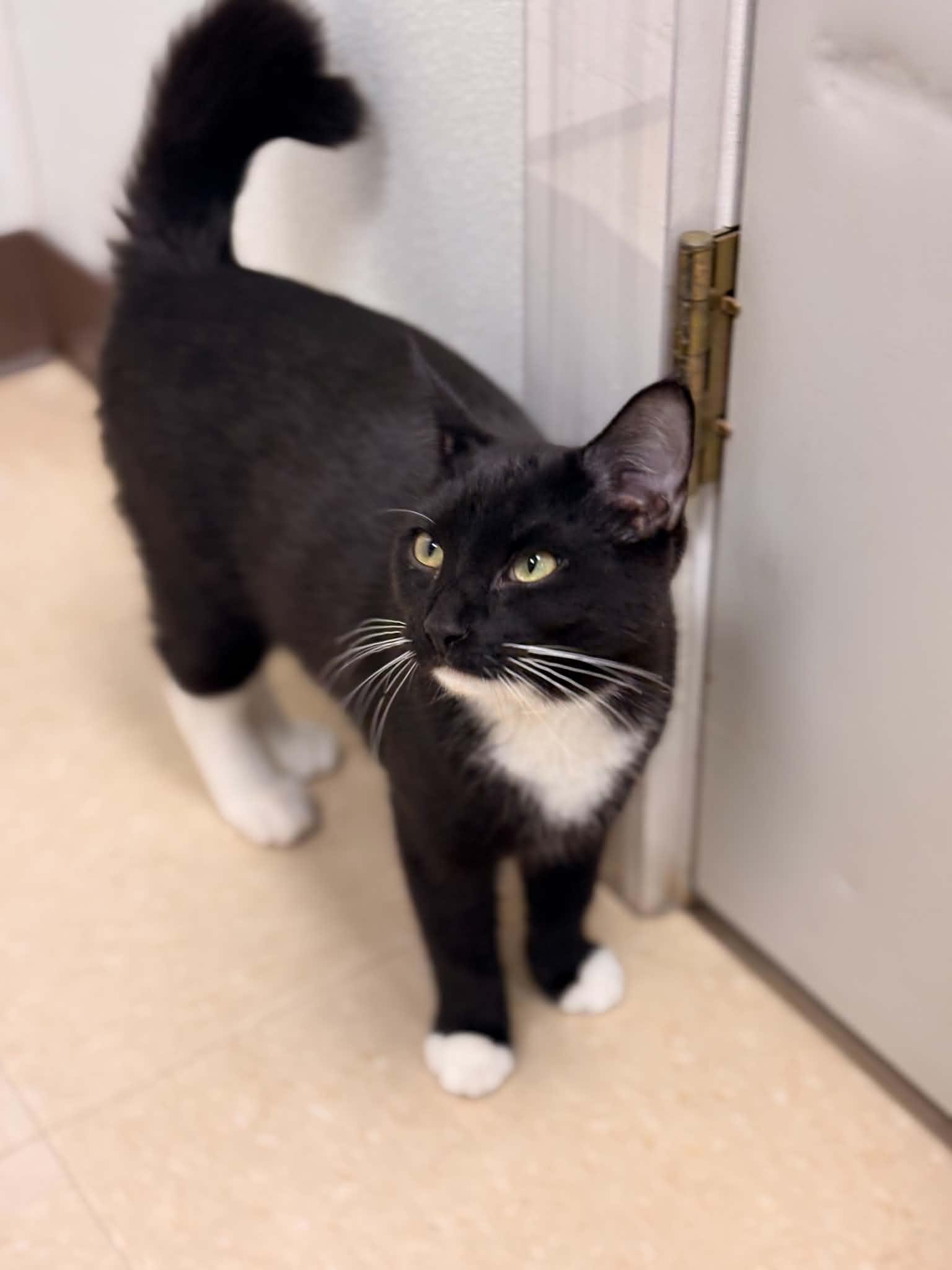 Posie, Adoptable, Young Female Domestic Short Hair.