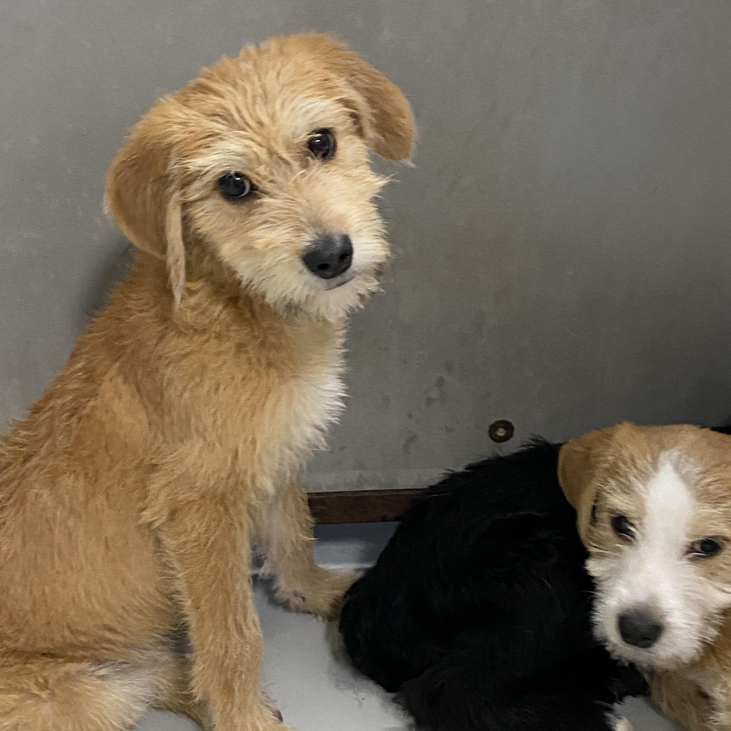 Annie, ADOPTABLE, Young Female Wirehaired Terrier.