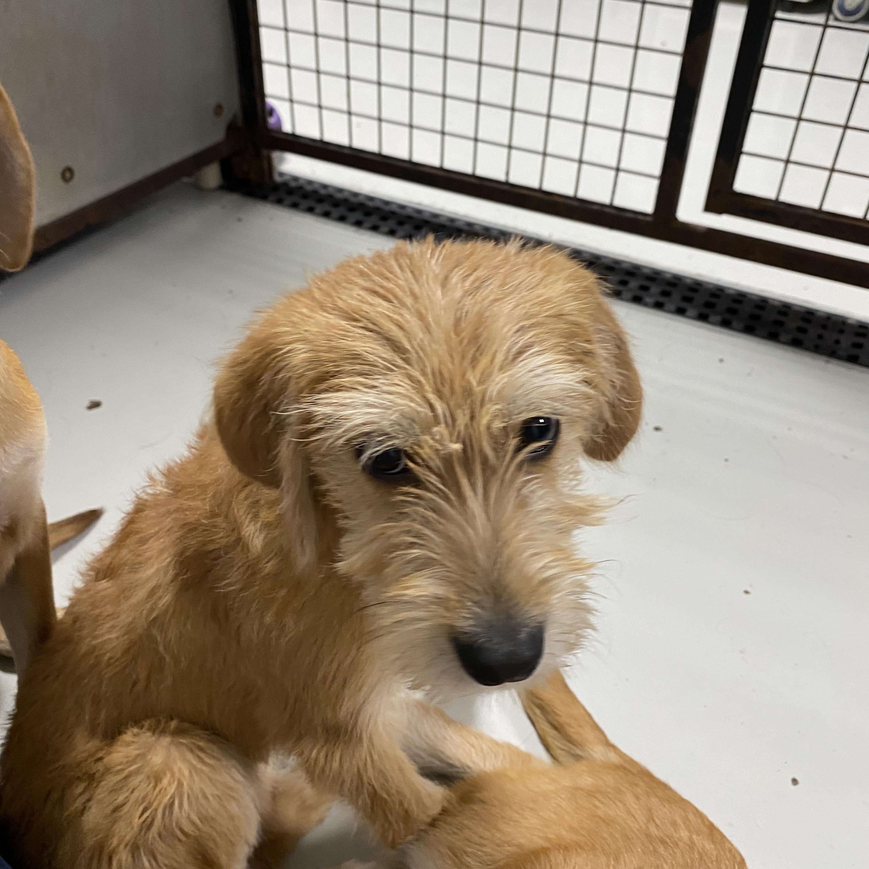 Annie, a ADOPTABLE mixed breed in Stormville, NY image 5/5