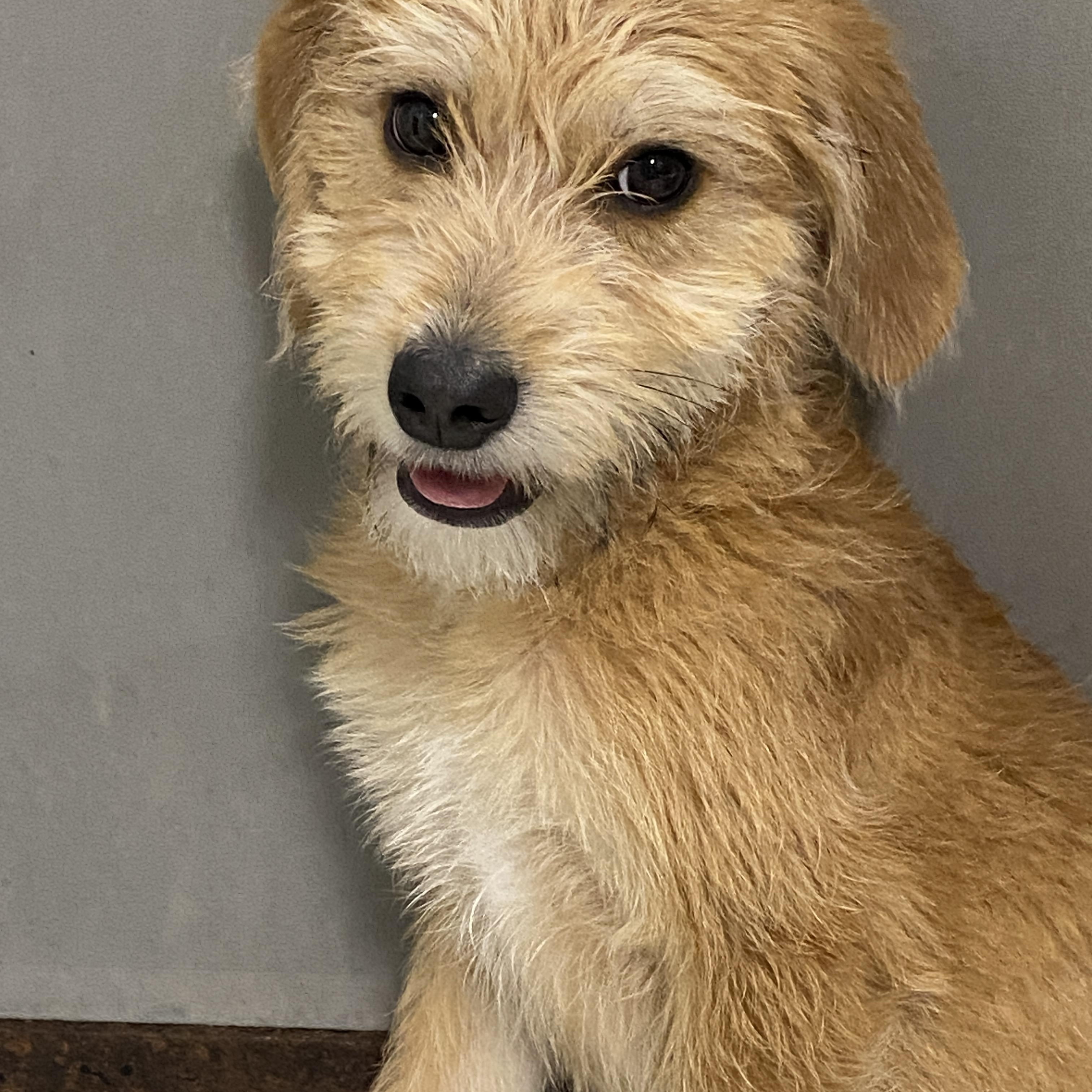 Annie, a ADOPTABLE mixed breed in Stormville, NY image 2/5