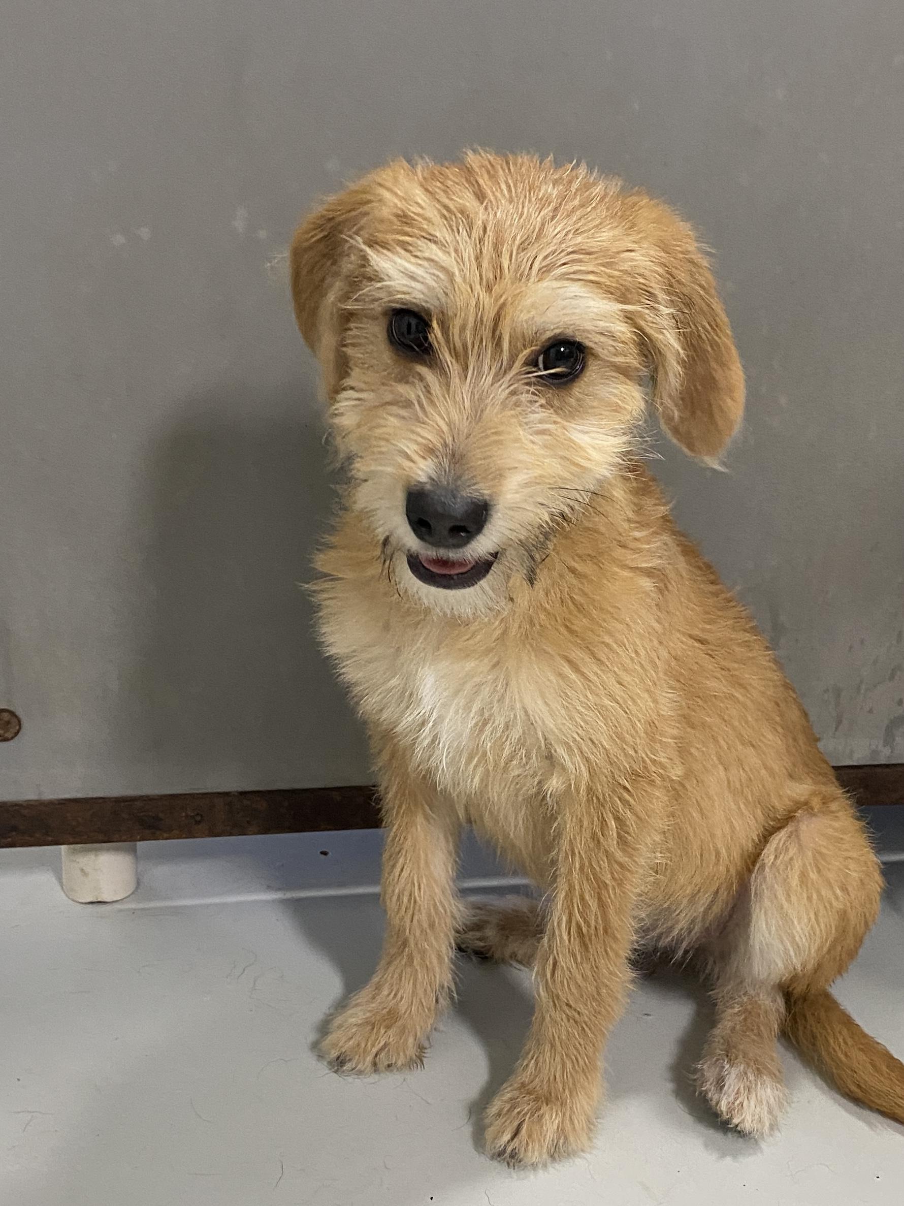 Annie, a ADOPTABLE mixed breed in Stormville, NY image 3/5