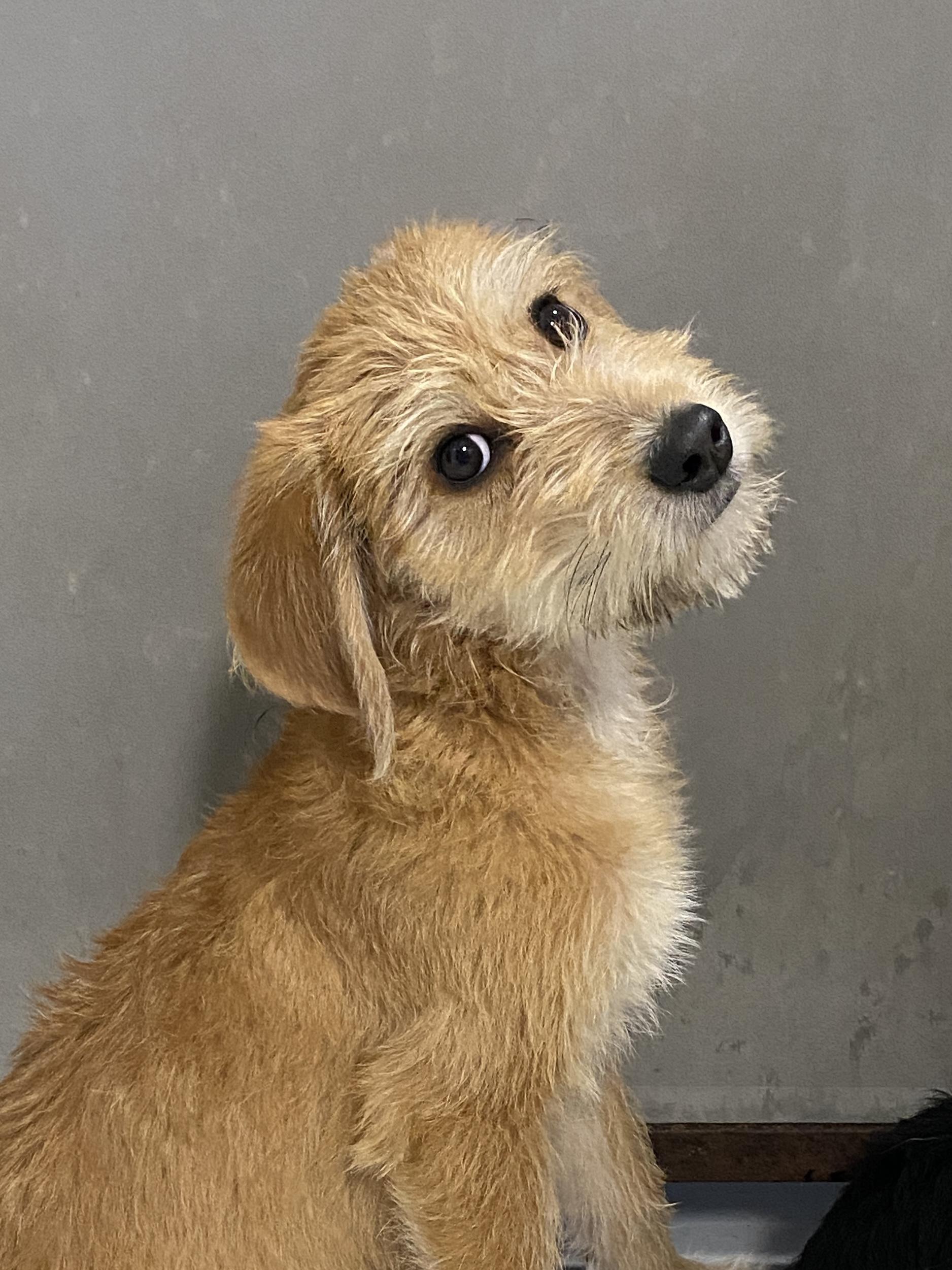Annie, a ADOPTABLE mixed breed in Stormville, NY image 4/5