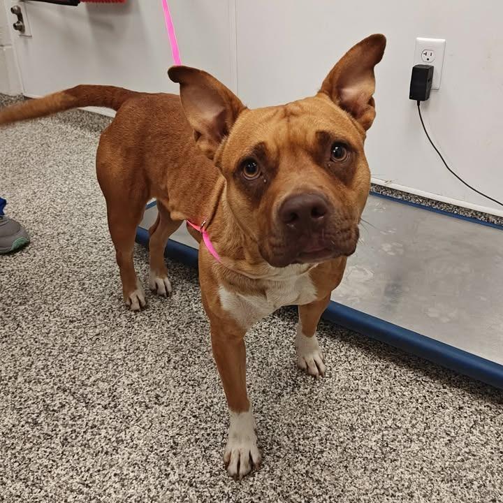 Raspberry, Adoptable, Young Female Pit Bull Terrier.