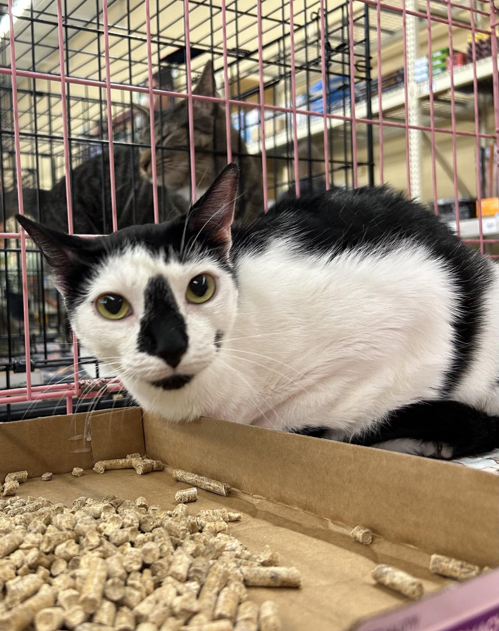 Enlarge Katniss, a Adoptable Domestic Short Hair in Columbia, SC image 2/6
