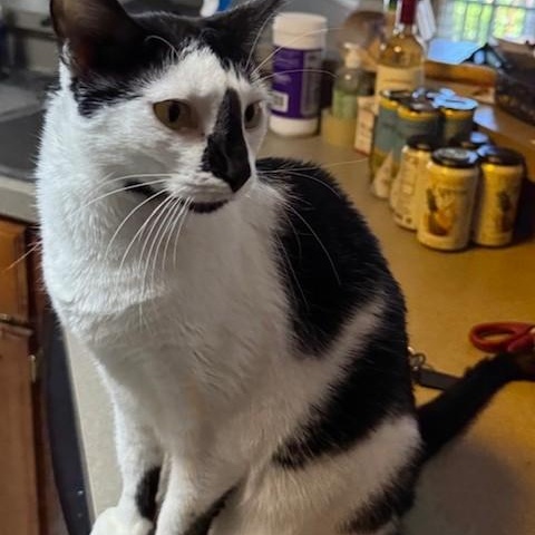 Katniss, a Adoptable Domestic Short Hair in Columbia, SC image 1/5