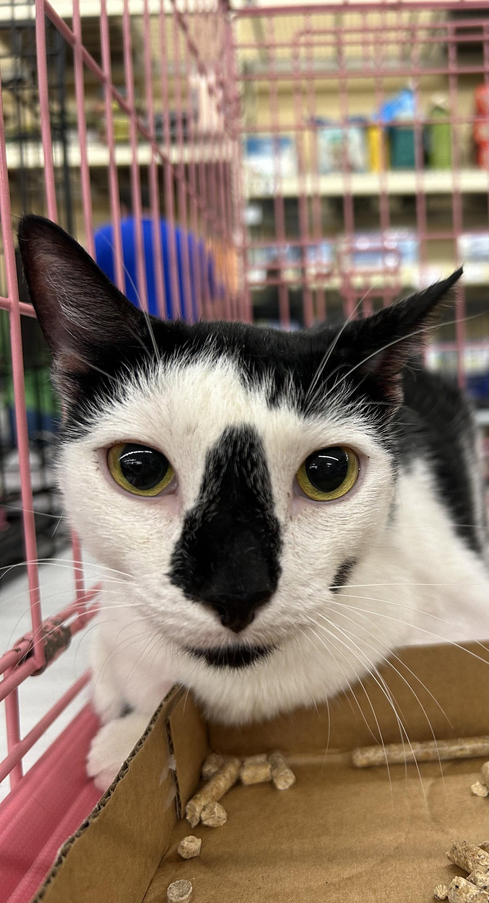 Katniss, Adoptable, Adult Female Domestic Short Hair.