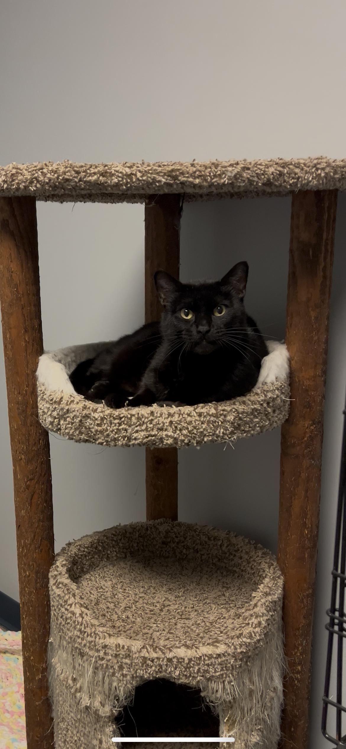 Roly Poly (aka Rolycoly), a Adopted Domestic Short Hair in Valley Center, KS image 1/3